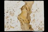 Fossil Crab (Potamon) Preserved in Travertine - Turkey #145047-1